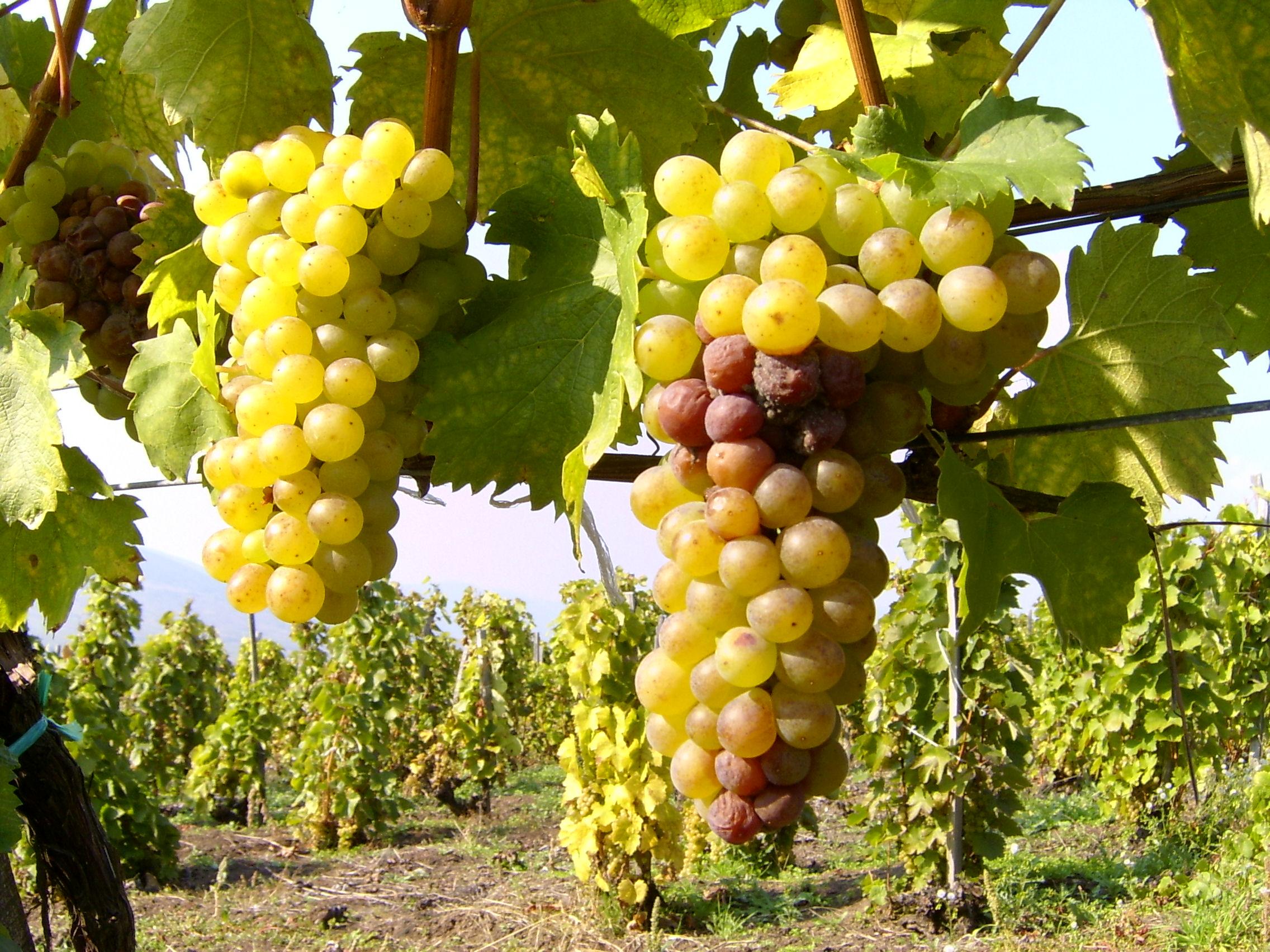 Pannon Tokaj Winery Ltd