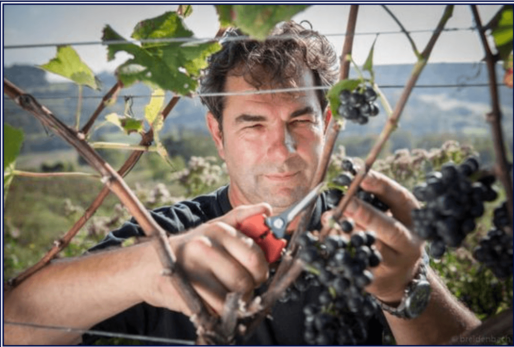 wine manufactory Mario Josef Burkhart